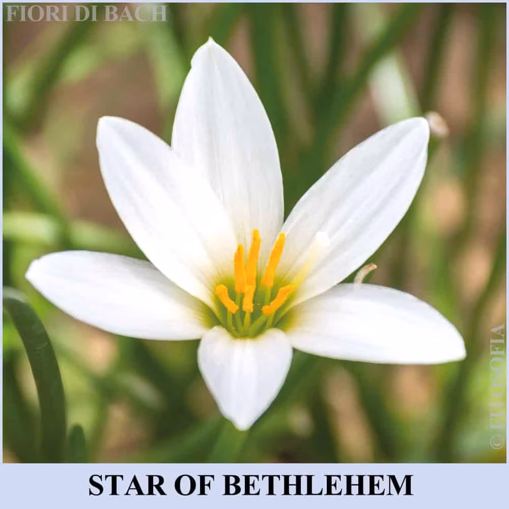Star of Bethlehem, fiore di Bach n°29
